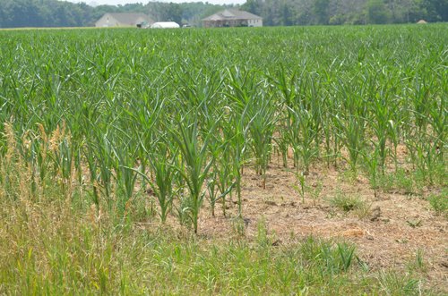 Property photo 25 - 51.5 Acres Offered in 5 tracts, 2 Farm Sites